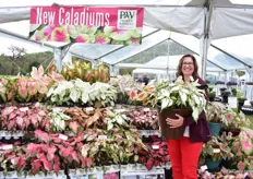 Kerry Meyer presenting the Heart to Heart Caladiums that will be new to the Proven Winners line in 2020. These varieties were developed by Classic Caladiums, one of the leading worldwide breeder and suppliers of Caladiums. They have joined the Proven Winners team recently and supply several of their varieties through their brand. They are very happy with this new addition because tropicals continue to trend strongly in the market and 'the industry is always looking for shade plants'. "On top of that, the striking leaf colors, shapes, increased disease resistance and sun tolerance, and season-long color make the Caladiums stand out."